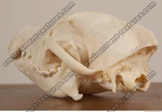 photo reference of skull 0032